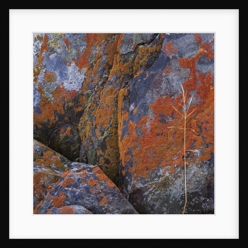 Red Lichen on Rocks by Anonymous