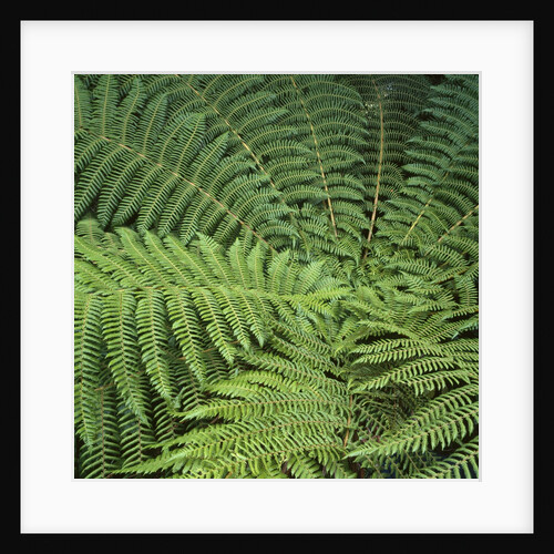 Fern Fronds by Anonymous