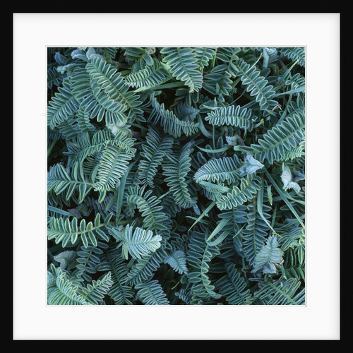 Frost on Foliage by Anonymous