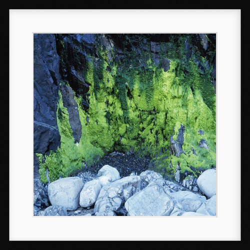 Algae Growing on Rock Cliff by Anonymous