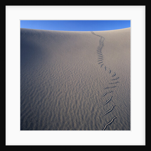 Sidewinder Tracks in Sand Dune by Anonymous