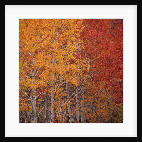 Deciduous Trees in Autumn by Anonymous
