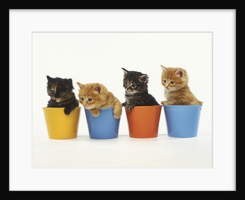 Four Kittens in Plastic Cups by Anonymous