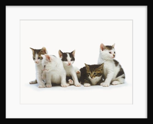 Litter of Kittens by Anonymous