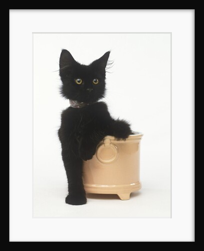 Black Kitten Sitting in Plant Pot by Anonymous