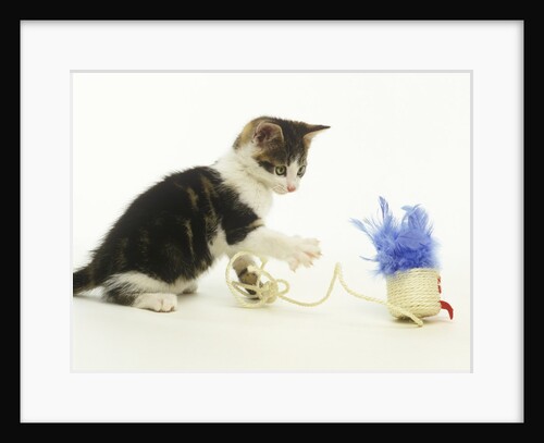 Kitten Playing with Cat Toy by Anonymous
