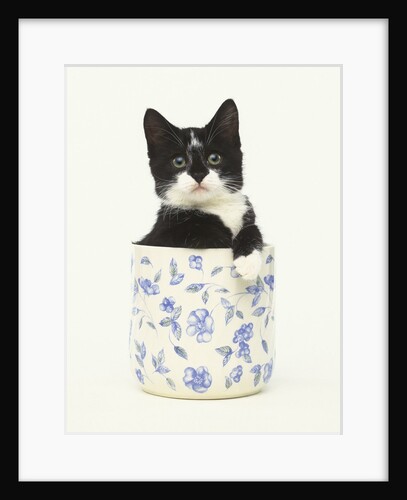 Black and White Kitten Sitting in Ceramic Jar by Anonymous