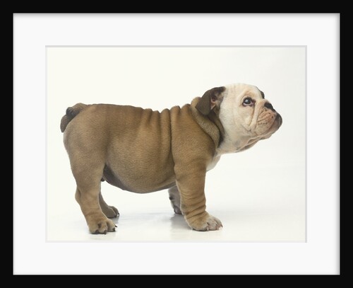 Bulldog Puppy by Anonymous