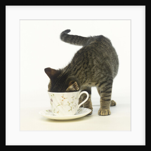 Kitten Exploring Teacup by Anonymous