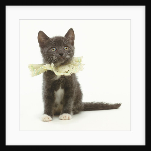 Kitten Wearing Lace Collar by Anonymous