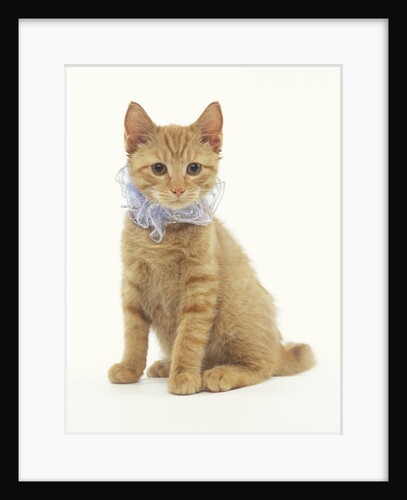 Ginger Kitten Wearing Fancy Collar by Anonymous