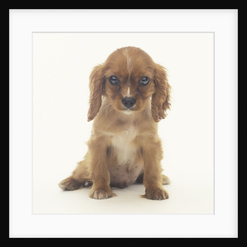 Cavalier King Charles Spaniel Puppy by Anonymous