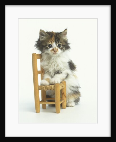 Ragdoll Kitten with Toy Chair by Anonymous