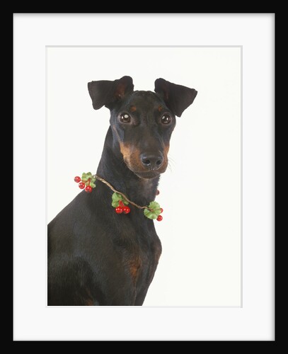 Manchester Terrier Wearing Holly Berries by Anonymous