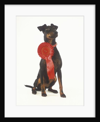 Manchester Terrier Wearing Award Ribbon by Anonymous
