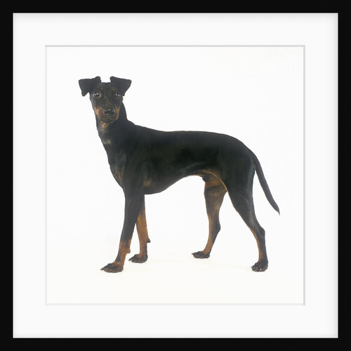 Manchester Terrier by Anonymous