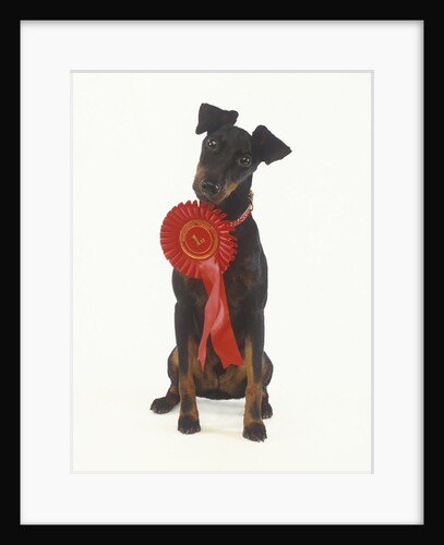 Manchester Terrier Wearing Award Ribbon by Anonymous
