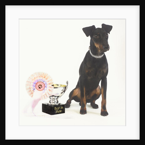 Manchester Terrier with Trophy by Anonymous