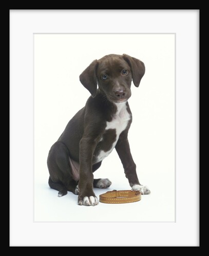 Mixed-Breed Puppy Sitting by Collar by Anonymous
