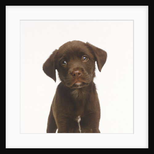 Sad Puppy by Anonymous