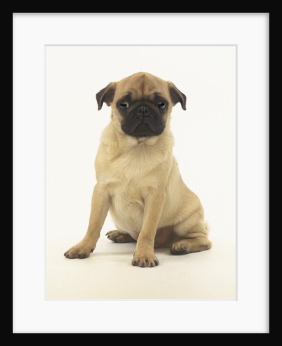 Worried Pug Puppy by Anonymous