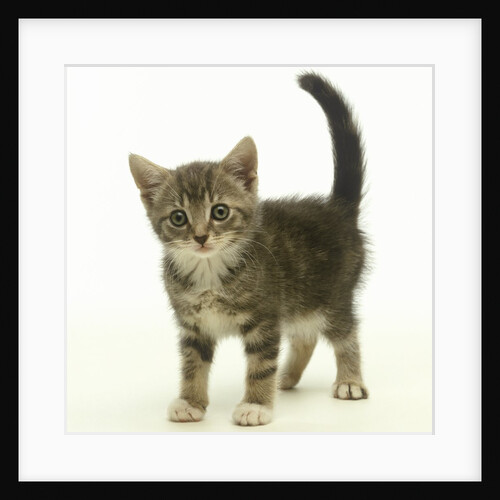 Surprised Kitten by Anonymous