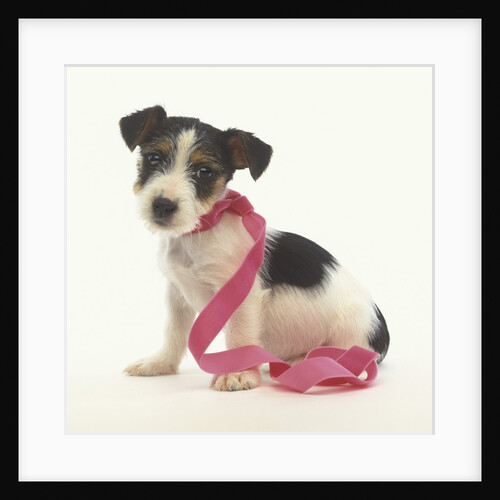 Jack Russell Puppy Wearing Pink Ribbon by Anonymous