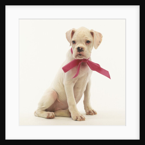 White Boxer Puppy Wearing Pink Bow by Anonymous
