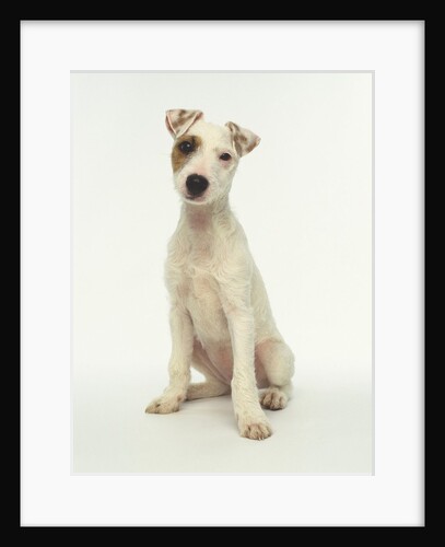 White Puppy with Brown Eye Patch by Anonymous