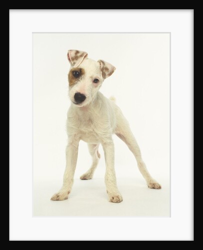 White Puppy with Brown Eye Patch by Anonymous
