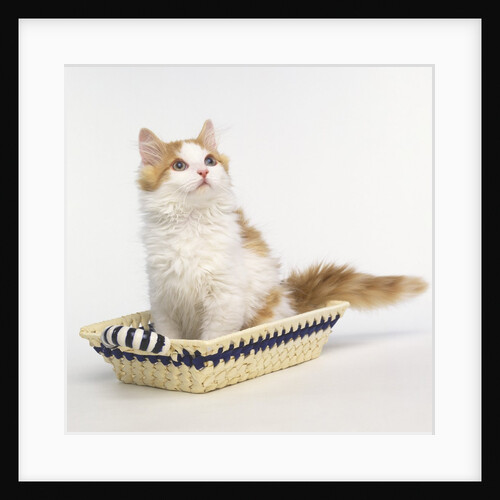 Ginger and White Kitten Sitting in Basket by Anonymous