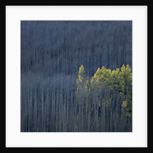 Dying Trees in Forest by Anonymous