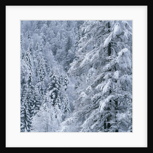 Snow Covered Trees in Forest by Anonymous