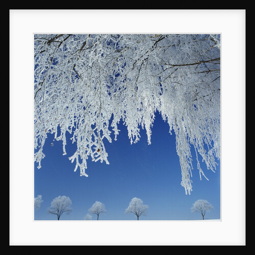 Frost Covered Trees by Anonymous