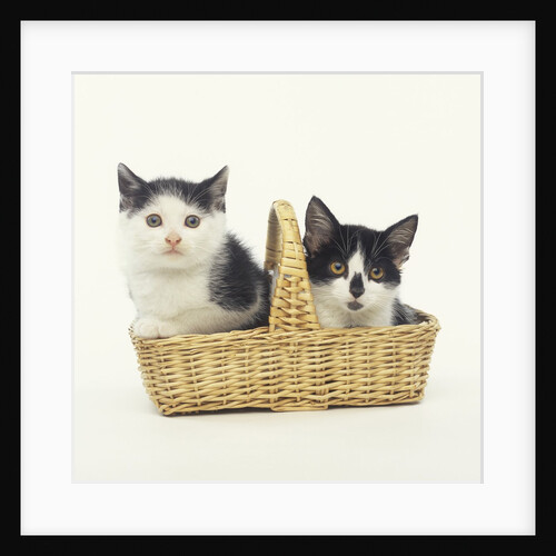 Two Black and White Kittens Sitting in a Basket by Anonymous