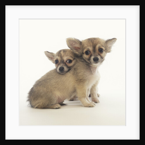 2 Long-Haired Chihuahuas by Anonymous