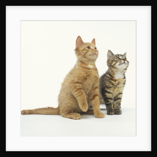 Two Curious Kittens by Anonymous