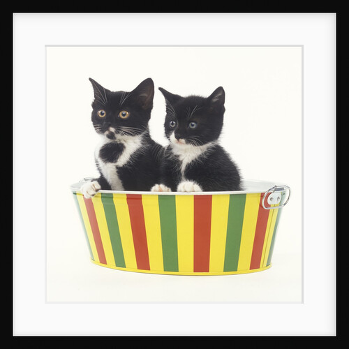 Two Black and White Kittens Sitting in a Striped Bucket by Anonymous
