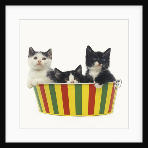 Three Black and White Kittens Sitting in a Striped Bucket by Anonymous