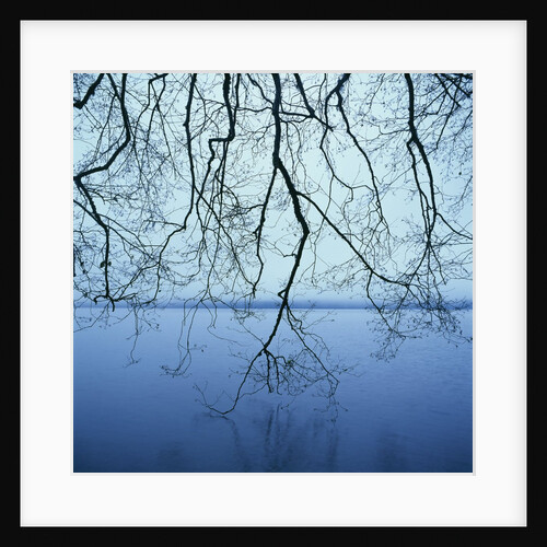 Tree Branch over Lake by Anonymous