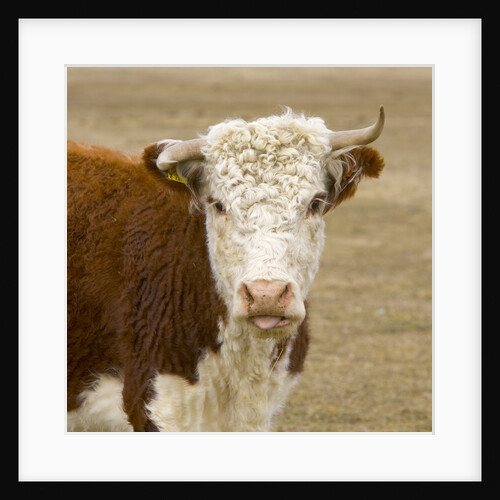 Hereford Cow on New Zealand's South Island by Anonymous