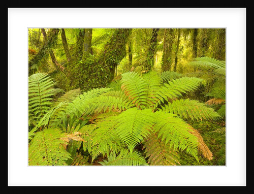 Forest on West Coast of New Zealand's South Island by Anonymous