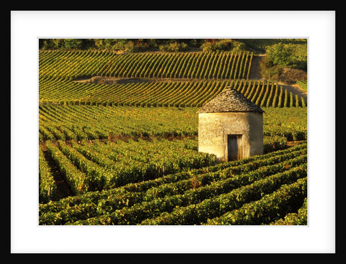 Round Stone Shelter in Vineyard by Anonymous