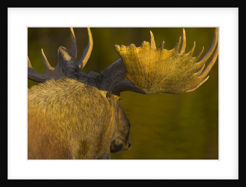 Close-Up of Moose Bull with Large Antlers by Anonymous