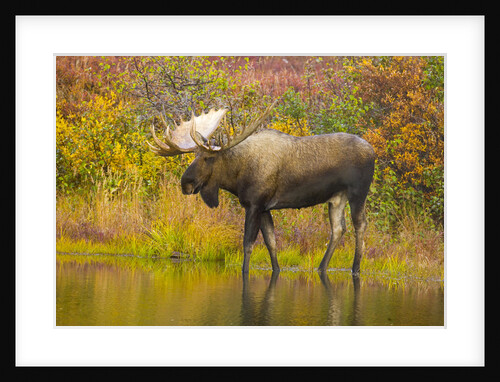 Moose Bull in Pond in Alaska by Anonymous