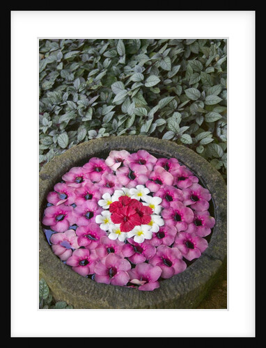 Stone Bowl Filled with Plumeria Blossoms by Anonymous