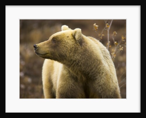 Grizzly Bear Female in Tundra by Anonymous