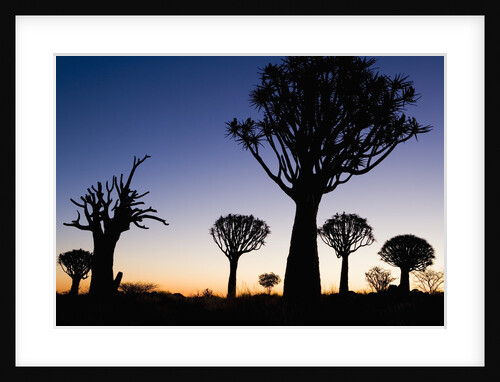 Silhouettes of Trees at Dusk by Anonymous