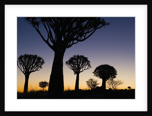 Silhouettes of Trees at Dusk by Anonymous