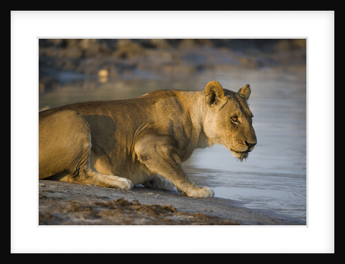 Lioness with Chin Wet from Drinking by Anonymous